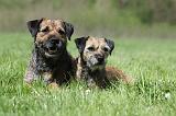 BORDER TERRIER 044